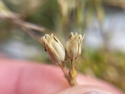 Image of Mcneillia graminifolia by (c) Joss Carr, some rights reserved (CC BY)
