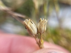 Mcneillia graminifolia, photograph (c) Joss Carr, some rights reserved (CC BY)