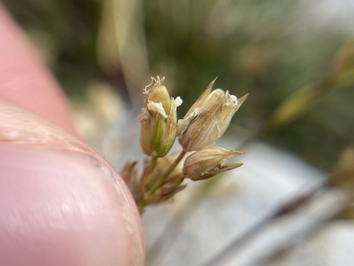 Mcneillia graminifolia, photograph 5