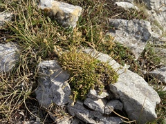 Mcneillia graminifolia, photograph (c) Joss Carr, some rights reserved (CC BY)