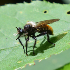 Laphria janus