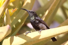Cinnyris fuscus fuscus