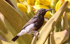 Cinnyris fuscus fuscus