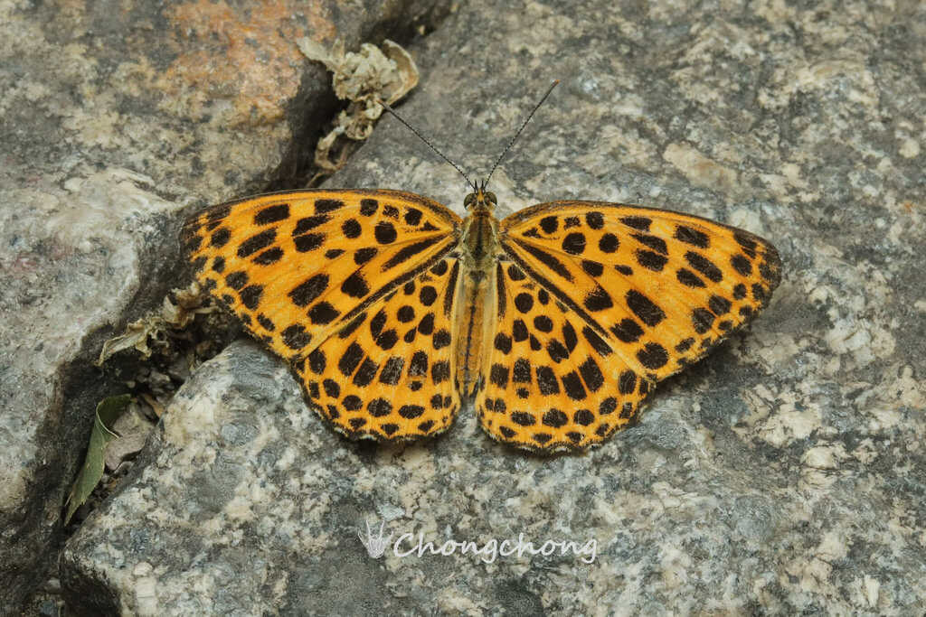 Spotted leopard butterfly