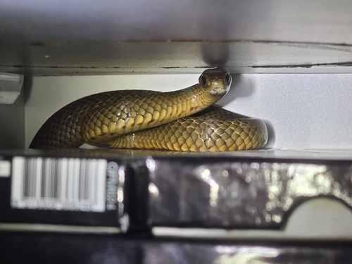 Eastern Brown Snake sighting