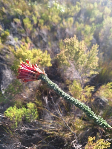 Image of Erica fascicularis by (c) Adele SL, some rights reserved (CC BY)