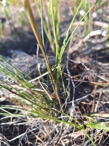 Image of Geochloa rufa by (c) Adele SL, some rights reserved (CC BY)