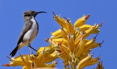 Cinnyris fuscus fuscus