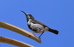 Cinnyris fuscus fuscus