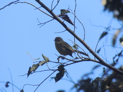 Phylloscartes ventralis