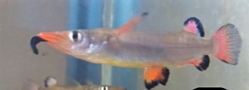Liem's halfbeak (Nomorhamphus liemi) — Zenarchopteridae — 4