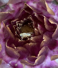 Terellia fuscicornis