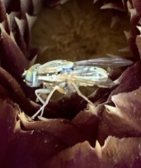 Terellia fuscicornis