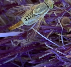 Terellia fuscicornis