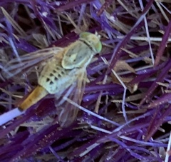 Terellia fuscicornis