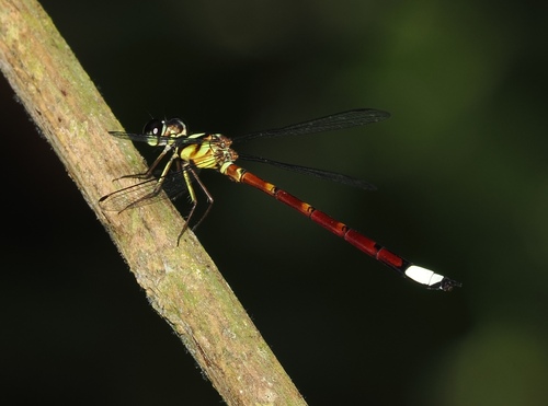 Rhinagrion borneense