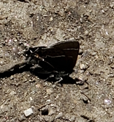Callophrys spinetorum