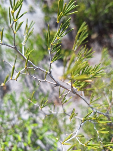 Image of Asparagus lignosus by (c) Adele SL, some rights reserved (CC BY)