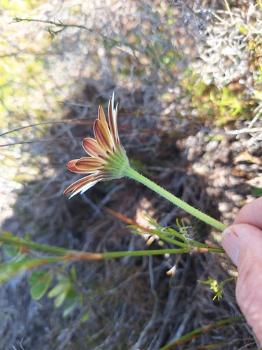 Image of Dimorphotheca nudicaulis by (c) Adele SL, some rights reserved (CC BY)