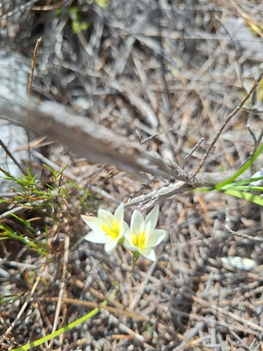 Cream Satin (Geissorhiza imbricata)