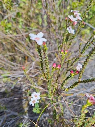 Image of Adenandra brachyphylla by (c) Adele SL, some rights reserved (CC BY)