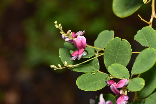Image of Lespedeza thunbergii by (c) Yung-Lun Lin, some rights reserved (CC BY)