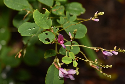 Image of Lespedeza thunbergii by (c) Yung-Lun Lin, some rights reserved (CC BY)