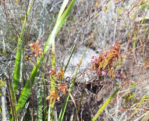 Image of Erica ericoides by (c) Adele SL, some rights reserved (CC BY)