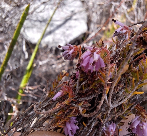 Image of Heathlike Heath (Erica ericoides) by (c) Adele SL, some rights reserved (CC BY)