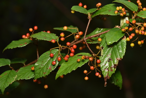 Image of Viburnum luzonicum by (c) Yung-Lun Lin, some rights reserved (CC BY)