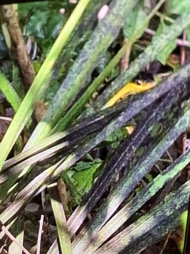 Common Tree Snake sighting