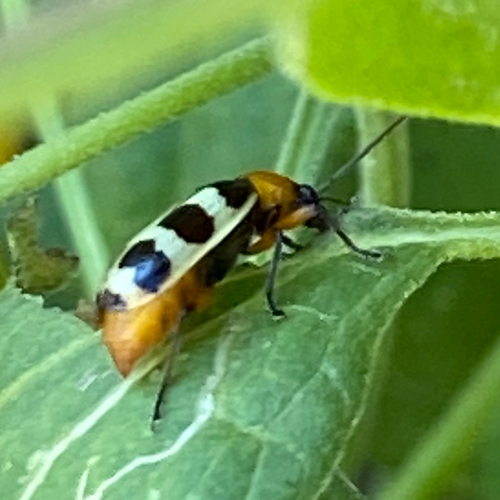 Checkered Melon Beetle photo 5