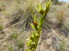 Cordylanthus wrightii