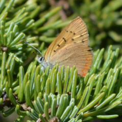 Tharsalea dorcas arcticus