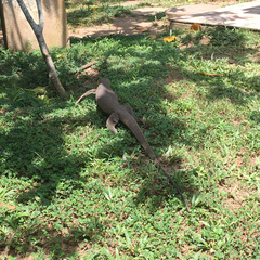 Varanus bengalensis