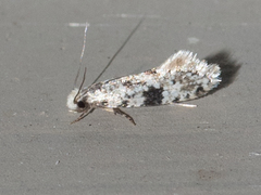 Nemapogon auropulvella