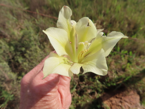 Image of Gladiolus tristis by (c) linkie, some rights reserved (CC BY)