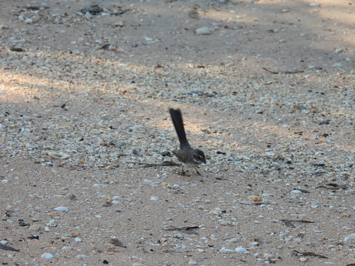 Mangrove Fantail (Rhipidura phasiana), photo 4