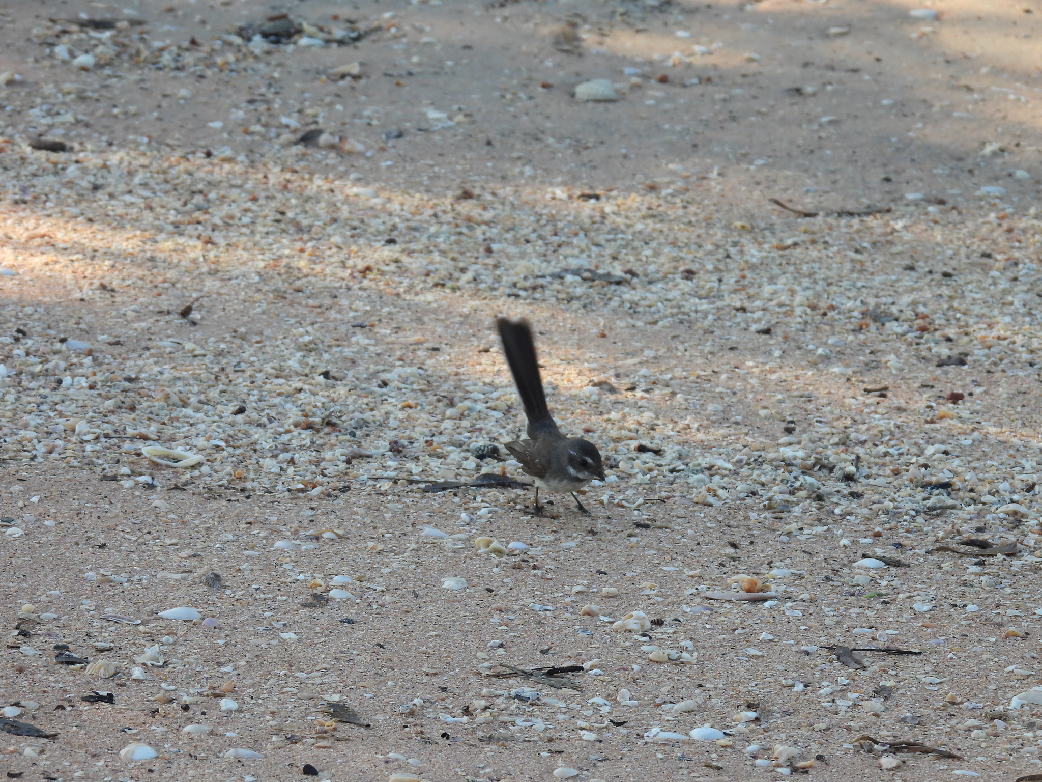 Mangrove Fantail (Rhipidura phasiana), photo 7