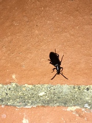 Statira