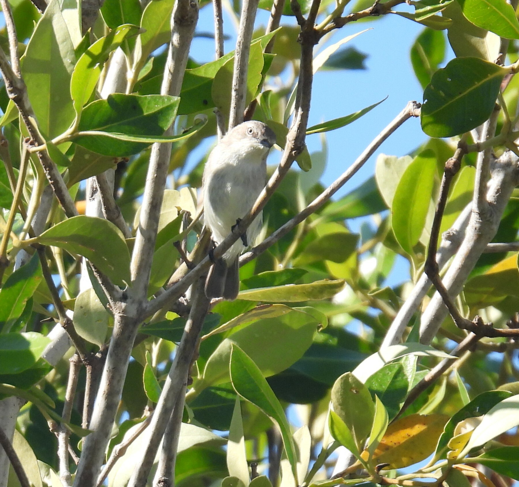 Dusky Gerygone (Gerygone tenebrosa), photo 3