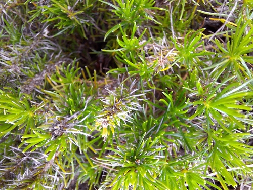 Image of Merciera leptoloba by (c) Adele SL, some rights reserved (CC BY)