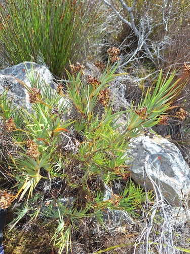 Image of Nivenia stokoei by (c) Adele SL, some rights reserved (CC BY)