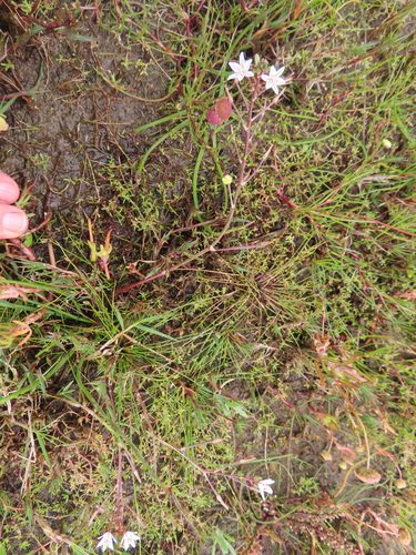 Image of Trachyandra filiformis by (c) linkie, some rights reserved (CC BY)