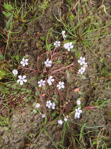 Wild mustard (Limosella grandiflora)