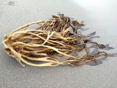 Lessonia trabeculata