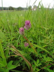 Polygala sanguinea