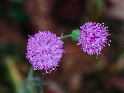 Emilia javanica