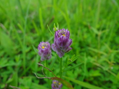 Polygala sanguinea