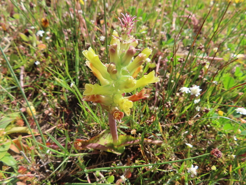 Image of Lachenalia orchioides by (c) linkie, some rights reserved (CC BY)